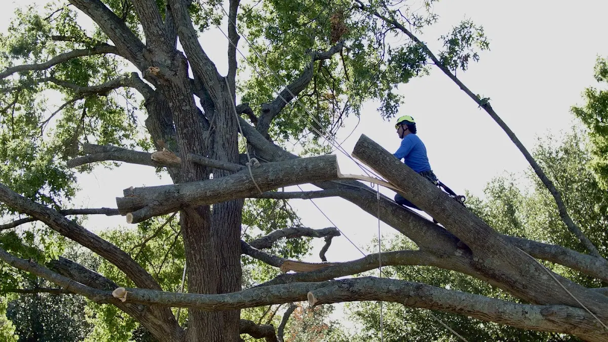 Professional Crown Thinning performed by certified arborists in Moody